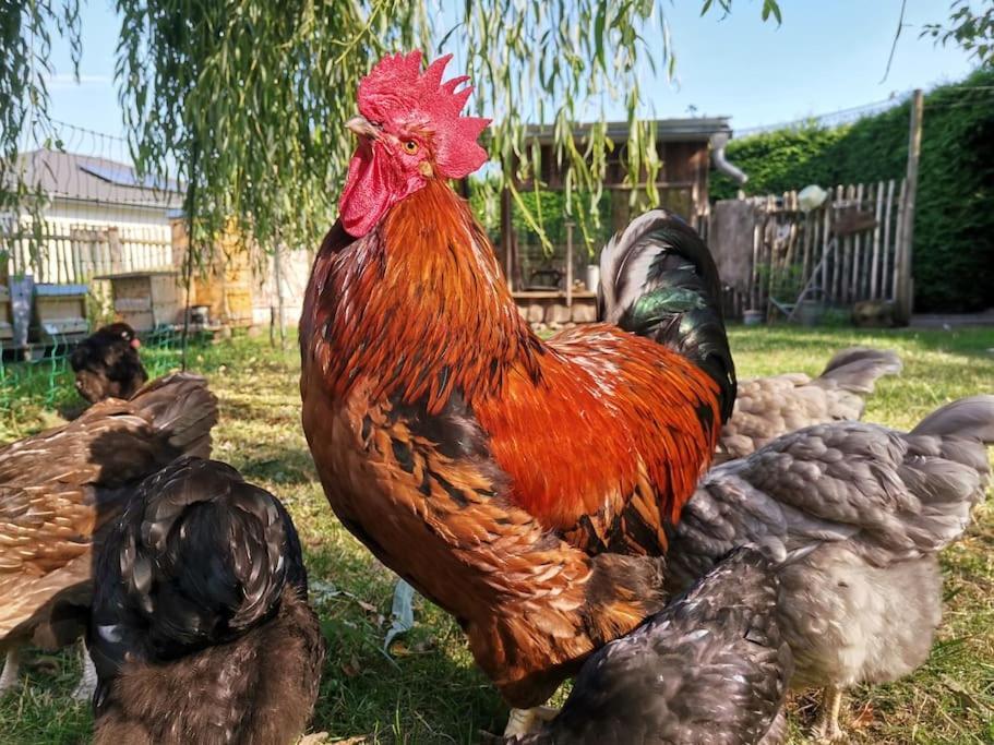 Fewo "Am Bienenstock" In Dallgow-Doberitz Екстериор снимка